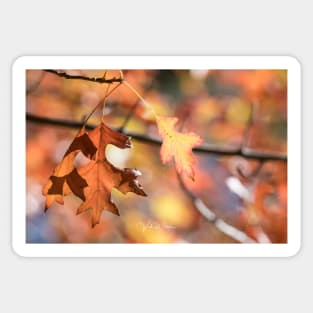 Autumn leaves from Honour Avenue, Mount Macedon, Victoria, Australia. Sticker